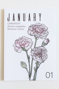 January Birth Month Greeting Card - Great for gardening enthusiast | wildfloradesign.com Wildflora Los Angeles florist Ventura Blvd Studio City California Original Farmers Market The Grove flower shop delivery floral bloom outdoor event store house plant garden aesthetic idea gifts products botanical cell phone wallpaper background color palette white birth month greeting card illustration drawing scientific birthstone unique gardener wildflorwer carnation garnet dianthus