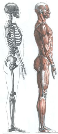 AnatoRef | Anatomy and Proportions Top Image Row 2 & 3 Row...