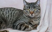 Domestic Shorthair Cat | Trupanion Cat Breed Guide