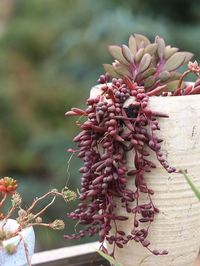 19 Best Trailing Succulents For Hanging Baskets | Balcony Garden Web