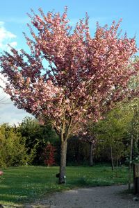 Prunus serrulata 'Kanzan' - Japáncseresznye