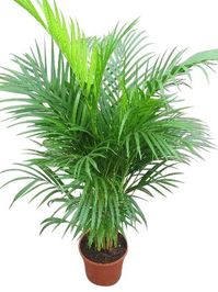 Indoor Plant -House or Office Plant -Chrysalidocarpus lutescens Areca Palm - Butterfly Palm 1m