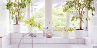 best bathroom plants