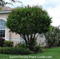 Red Cluster bottlebrush tree