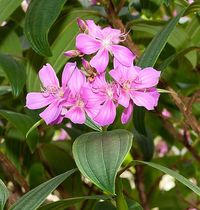 Tibouchina granulosa - Monaco Nature Encyclopedia