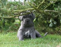 #Neapolitan #Mastiff