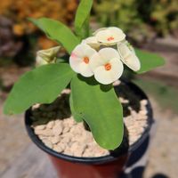 Introducing the Euphorbia milii grandiflora ‘Dawn’, which is a stunning Euphorbia hybrid, widely admired for its large, vibrant blooms and hardy nature. Native to Thailand, this particular variety is known for its unique coloration and robust growth, making it a popular choice for both indoor and outdoor gardening. The plant’s origins can be traced back to Madagascar, where the species thrives in arid conditions, making it an excellent option for those looking for a low-maintenance, drought-tole