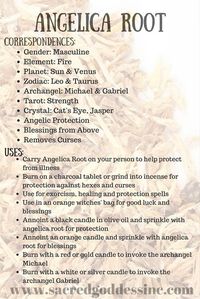 Magical Uses For - Angelica Root