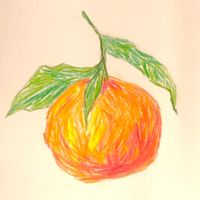 #illustration #drawing #art #artist #artwork #orange #clementine #christmas #colouredpencilart