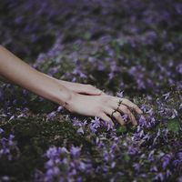 An aesthetic photograph hands reaching into a field of tiny, purple flowers.