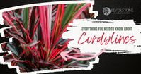 Everything you need to know about Cordyline