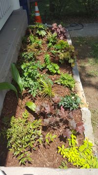 Warm colors in this shady planter bed to balance with the sunny left side. Nandina, Aspidistra, Astilbe, Fatsia, Yellow Sweet Flag, Leopard Plant, Acanthus, Autumn Fern, Hypericum, Lenten Rose, Foam Flower, Coral Bells, and Holly Fern. #HeatherDesignsGardens