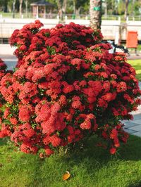 Maui Red Volcano Hedge (ixora) #IXO-MAR