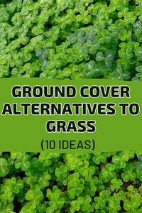 Exploring ground cover alternatives to grass could relieve you from added work while still providing you with the features you look for in your outdoor space. From low-maintenance to eco-friendly options, here are 10 ground cover alternatives to check out.