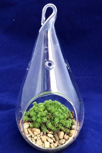 I love this hanging teardrop terrarium, so perfect for hanging succulents or using as a fairy garden by the window. #affiliatelink #gardening #garden #terrarium #indoorgarden #fairygarden #succulents