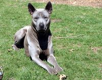 Blue Thai Ridgeback by b30rr on Flickr