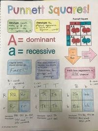 Punnett Square Doodle Notes by Strankles Science | TpT