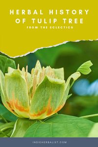 Tulip tree's record of use includes passages in antique texts written by the Eclectics in the 1800s. Learn about tulip poplar's forgotten herbal past in this article by herbalist Agatha Noveille.