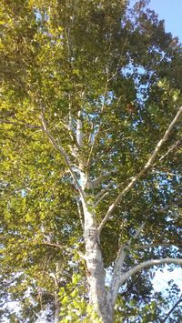 Sycamore tree.