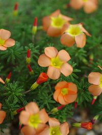 New | Oxalis massoniana