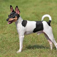 Toy Fox Terrier grooming, bathing and care | Espree