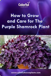 Caring for the purple shamrock plant is relatively easy and straightforward. This plant, also known as Oxalis triangularis, is native to Brazil and thrives in warm and humid environments. To keep your purple shamrock healthy and vibrant, it is important to provide it with the right amount of sunlight, water, and nutrients.