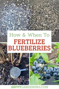 Blueberries are among the easiest fruits for home gardeners to grow. They have few pests, don’t take up much room, and produce berries for many years. Blueberry plants are extremely cold hardy, and their care routine is not complicated. This article will give gardening tips on the best products to fertilize blueberries, the proper time to apply blueberry fertilizer, and how much of it to use.