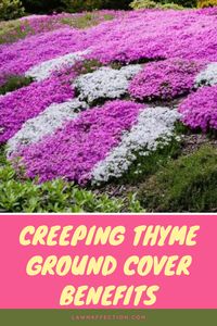 Creeping thyme lawn pros include drought tolerance, pleasant aroma, requiring low maintenance, and preventing weeds infestation. The plant has cons like being expensive and highly invasive. Although thyme lawn has a few disadvantages, it’s among the top grass alternatives and is growing in popularity daily.