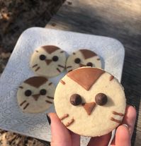 owl house hooty cookies for the season 3 premiere