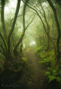 misty path | 2019-10-14