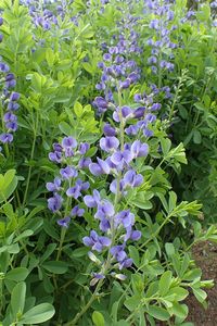 Baptisia australisBaptisia australis, also known as blue false indigo or wild indigo, is a tall perennial plant found in the eastern United States in rich woods, thickets, and along stream banks. It produces purple, lupine-like flowers in upright clusters on tall spikes above a mound of clover-like, bluish-green leaves. The plant blooms in spring and the flowers are followed by inflated seed pods that turn charcoal black when ripe, adding ornamental interest. The blackened seed pods, once used as rattles by children, are valued for dried flower arrangements. This plant is easy to grow in average, well-drained soil from full sun to partial shade. It is also drought-tolerant and can thrive in poor soils. As it grows, it forms slowly expanding clumps with deep and extensive root systems. Once