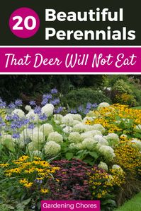 20 BEAUTIFUL PERENNIALS THAT DEER HATE