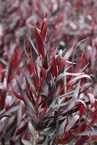 Agonis flexuosa 'After Dark' - Willow myrtle