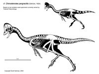 Chirostenotes pergracilis. 'merica doing oviraptors right.