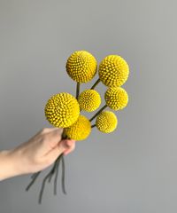 billy balls, bfmbb02 Billy balls are distinctive and charming flowering plants known for their spherical, golden-yellow flower heads. The stems of billy balls are slender, straight, and wiry. They rise directly from the base of the plant and can range in height from a few inches to over a foot, depending on the variety and growing conditions.