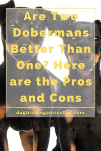 Having two Dobermans is not a simple task. Are two dobermans better than one? Here are the pros and cons of owning two Dobermans. #dogtrainingadvicetips #dogtips #dogs #dogfacts