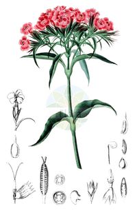 Dianthus barbatus,Historical drawing,Dianthus,Caryophyllaceae,leaf, flower, fruit, seed,Dianthus barbatus,Dianthus girardini,Dianthus girardinii