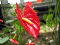 Anthurium Care - Tips On The Proper Care For Anthurium