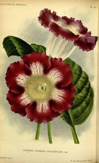 114153 Gloxinia hybr. cv. hortensis15_4697_0_114153 Gloxinia x hybr.  cv. hortensis / L’ Illustration horticole, vol. 42: t. 41 (1895)