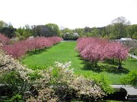 Cherry Esplanade by Brooklyn Botanic Garden (Forever with you by Laurelin Paige)