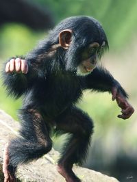 baby Chimpanzee