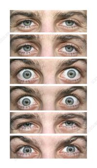 Eye expressions - Stock Image - P420/0568 - Science Photo Library