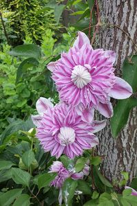 Clematis 'Josephine'