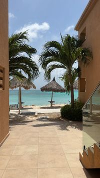 #vacation #travelgram #oceanviews #aruba #arubatravel #palmtrees #beachlife #beachvacation