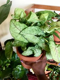 Arrowhead Plant: How To Care For A Syngonium - Black Girls With Gardens