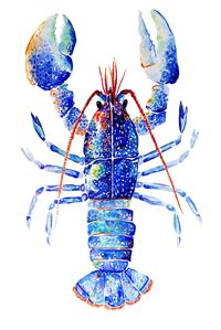 Lobster Watercolor Print. Lobster Art Print. Blue Lobster. - Etsy UK