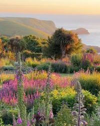 Kelly Behun on Instagram: "beautiful golden light captured at Fishermans Bay Garden near Banks Peninsula in New Zealand / 📸 via @fishermansbay_garden . #fishermansbaygarden #bankspeninsula #newzealand #architect #architecture #archidaily #design #interior #kellybehunstudio"