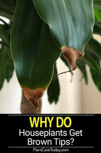 Ever wondered WHY houseplants get brown tips? Does it come from the plant moving inside, stress from reduced lighting, the plant acclimating, fertilizing or watering? [LEARN MORE]