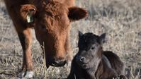 Red Angus and calf (black angus)