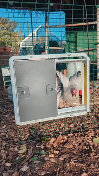 These ingenious accessories also fit our Walk-In Runs. Amy's got the darker evenings covered with an Autodoor to keep her flock safe after free range time.